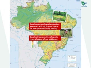 Embrapa rice and beans as a hub for the Embrapa network