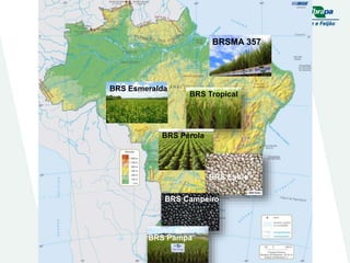 Embrapa rice and beans as a hub for the Embrapa network