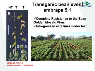 Embrapa rice and beans as a hub for the Embrapa network