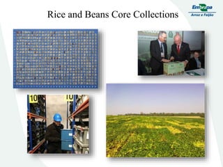 Embrapa rice and beans as a hub for the Embrapa network