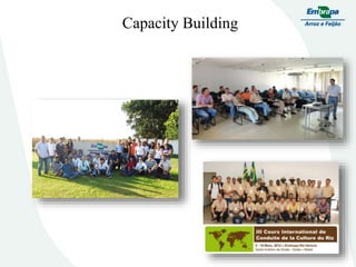 Embrapa rice and beans as a hub for the Embrapa network