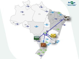 Embrapa rice and beans as a hub for the Embrapa network