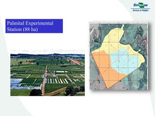 Embrapa rice and beans as a hub for the Embrapa network