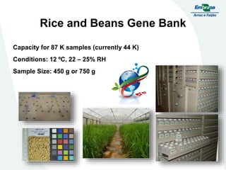 Embrapa rice and beans as a hub for the Embrapa network
