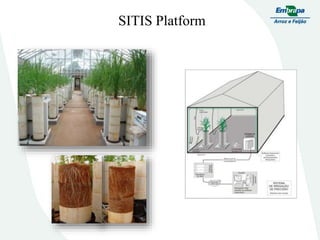 Embrapa rice and beans as a hub for the Embrapa network