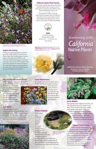 California Native Plant Society
                                                                                                 is a statewide, nonprofit organization of amateurs
                                                                                                     and professionals with a common interest in
                                                                                                  learning about and preserving California native
                                                                                                           plants. Membership is open to all.
                                                                                                         The mission of CNPS is to increase
                                                                                                    understanding and appreciation of California’s
                                                                                                     native plants and to conserve them and their
                                                                                                      natural habitats through education, science,
                                                                                                     advocacy, horticulture, and land stewardship.




                                                                                                                                 CNPS
                                                                                                                    2707 K Street, Suite 1
                                                                                                                   Sacramento, CA 95816
                                                                                                              916-447-2677  •  fax 916-447-2727                                                         Gardening with
                                                                                                                                                                                                        California
                                                                                                                        www.cnps.org

Monarch butterfly on lilac verbena (Verbena lilacina) with sandhill
s
­ agebrush (Artemisia pycnocephala) in background. Photo: Peigi Duvall




                                                                                                                                                                                                      Native Plants
                                                                                                 Photos: Cover: Hummingbird sage (Salvia spathacea). Photo: Toni Corelli •
                                                                                                 Background images: Checkerbloom (Sidalcea malvaeflora) and Varied-col-
                                                                                                 ored lupine (Lupinus variicolor). Photo: Toni Corelli • Below: Bush anemone
Explore the Variety                                                                              (Carpenteria californica). Photo: Drew Ready.

California’s unique geography has produced
one of the world’s loveliest and most diverse
floras. Large, white Matilija poppies, aromatic
sages, a vine maple’s russet fall leaves, the
cinnamon colored bark hanging on a Catalina
ironwood—these are but a few examples of our
native flora’s beauty and richness. Introduce a
few native plants into your existing garden, or
go totally native. Fall in love with the glorious                                                                                                                                                    California Native Plant Society
diversity of California’s native plants.                                                                                                                                                                    Dedicated to the Preservation
                                                                                                                                                                                                              of California Native Flora




Why Garden With Native Plants?                                                                   Lower Maintenance
While California’s native plants have graced                                                     In a garden environment, native plants                                            Pink-flowering
                                                                                                                                                                                    currant (Ribes
gardens worldwide for over a century, few of                                                     do best with some attention and care,                                               sanguineum
                                                                                                                                                                                  var. glutinosum
the landscapes designed for                                                                                           but require less                                          ‘Claremont’) and
                                                                                                                                                                                 giant chain fern
our state’s gardens reflect the                                                                                       water, fertilizer,                                            (Woodwardia
                                                                                                                                                                                     fimbriata) at
natural splendor for which                                                                                            pruning, less or                                         Rancho Santa Ana
                                                                                                                                                                                 Botanic Garden.
California is famous. By                                                                                              no pesticide, and                                        Photo: Peigi Duvall
gardening with native plants,                                                                                         less of your time
you can bring the beauty                                                                                              to maintain than
of California into your                                                                                               do many common
own landscape while also                                                                                              garden plants.
receiving numerous benefits.                                                                                                                                                                         Invite Wildlife
                                                                                                                                                                                                     Native plants, hummingbirds, butterflies, and
                                                     California wild lilac (Ceanothus impressus). Photo: Peigi Duvall
                                                                                                                                                                                                     other beneficial insects are “made for each
Save Water                                                                                                                                                                                           other.” Research shows that native wildlife
Take advantage of water-                                                                                                                                                                             clearly prefers native plants. California’s
conserving plants in your landscape. Once                                                        Reduce Pesticide                                                                                       wealth of insect pollinators can improve
established, many California native plants                                                       Native plants                                                                                              fruit set in your garden, while a variety
need minimal irrigation beyond normal                                                            have                                                                                                          of native insects and birds will
rainfall. Saving water conserves a vital,                                                        developed                                                                                                       help keep your landscape free of
limited resource and saves money, too.                                                           their own                                                                                                        mosquitoes and plant-eating bugs.
                                                                                                 defenses
              A beautiful mixed border of native sages, Encelia, and Clarkia at
                     Golden West College Native Garden. Photo: Dan Songster
                                                                                                 against
                                                                                                 many                                                                                                          Support Local Ecology
                                                                                                 pests and                                                                                                  While creating native landscapes
                                                                                                 diseases. Since                                                                                         can never replace natural habitats lost
                                                                                                 most pesticides                 A restful spring garden with golden                                 to development, planting gardens, parks,
                                                                                                 kill indiscriminately,          poppies and native grasses at Santa
                                                                                                                                 Barbara Botanic Garden.                                             and roadsides with California native
                                                                                                 beneficial insects become       Photo: Peigi Duvall
                                                                                                                                                                                                     plants can help provide an important
                                                                                                 secondary targets in                                                                                bridge to nearby remaining wild areas.
                                                                                                 the fight against pests. Reducing or                                                                Recommend native plants to homeowner
                                                                                                 eliminating pesticide use lets natural                                                              associations, neighbors, and civic
                                                                                                 pest control take over and keeps garden                                                             departments. You can also get involved
                                                                                                 toxins out of our creeks and watersheds.                                                            with local land-use planning processes.
 