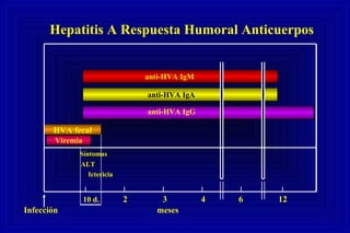 10 d. 2 3 4 6 12
Síntomas
ALT
Ictericia
Infección meses
ViremiaViremia
HVA fecalHVA fecal
anti-HVA IgM
anti-HVA IgA
anti-HVA IgG
Hepatitis A Respuesta Humoral Anticuerpos
 