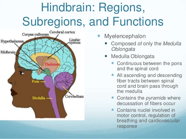 disorders of the corpus callosum and confabulation a discovery study
