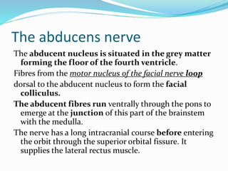 The abducens nerve
The abducent nucleus is situated in the grey matter
forming the floor of the fourth ventricle.
Fibres from the motor nucleus of the facial nerve loop
dorsal to the abducent nucleus to form the facial
colliculus.
The abducent fibres run ventrally through the pons to
emerge at the junction of this part of the brainstem
with the medulla.
The nerve has a long intracranial course before entering
the orbit through the superior orbital fissure. It
supplies the lateral rectus muscle.
 