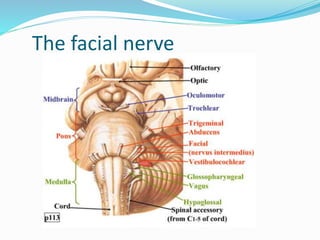 The facial nerve
 