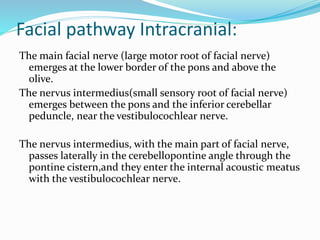 Facial pathway Intracranial:
The main facial nerve (large motor root of facial nerve)
emerges at the lower border of the pons and above the
olive.
The nervus intermedius(small sensory root of facial nerve)
emerges between the pons and the inferior cerebellar
peduncle, near the vestibulocochlear nerve.
The nervus intermedius, with the main part of facial nerve,
passes laterally in the cerebellopontine angle through the
pontine cistern,and they enter the internal acoustic meatus
with the vestibulocochlear nerve.
 