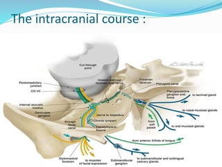 The intracranial course :
 