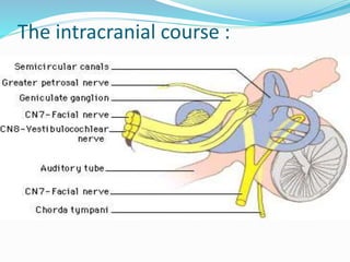 The intracranial course :
 