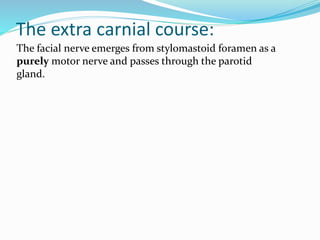The extra carnial course:
The facial nerve emerges from stylomastoid foramen as a
purely motor nerve and passes through the parotid
gland.
 