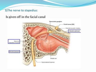 3)The nerve to stapedius:
Is given off in the facial canal
 