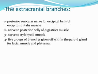 The extracranial branches:
1- posterior auricular nerve for occipital belly of
occipitofrontalis muscle
2- nerve to posterior belly of digastrics muscle
3- nerve to stylohyoid muscle
4- five groups of branches given off within the paroid gland
for facial muscle and platysma.
 