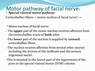 Motor pathway of facial nerve:
 Special visceral motor pathway:
Corticobulber fibers→ motor nucleus of facial nerve*→
* Motor nucleus of facial nerve:
- The upper part of the motor nucleus receives afferents from
the corticobulbar tracts of both sides.
-The lower part of the nucleus is supplied by crossed
corticobulbar fibres.
-The nucleus receives afferents from several other sources
including the tectum of the midbrain and the sensory
trigeminal nuclei.
-This is situated in the lateral part of the tegmentum of the
pons in the special visceral motor (SVM) column.
 