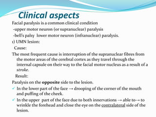 Clinical aspects
Facial paralysis is a common clinical condition
-upper motor neuron (or supranuclear) paralysis
-bell’s palsy lower motor neuron (infranuclear) paralysis.
1) UMN lesion:
Cause:
The most frequent cause is interruption of the supranuclear fibres from
the motor areas of the cerebral cortex as they travel through the
internal capsule on their way to the facial motor nucleus as a result of a
stroke.
Result:
Paralysis on the opposite side to the lesion.
 In the lower part of the face → drooping of the corner of the mouth
and puffing of the cheek.
 In the upper part of the face due to both innervations → able to→ to
wrinkle the forehead and close the eye on the contralateral side of the
lesion.
 