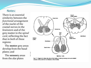 Notes:
There is an essential
similarity between the
functional arrangement
of the nuclei of the
cranial nerves in the
brainstem and of the
grey matter in the spinal
cord, reflecting the fact
that in both of these
regions:
The motor grey areas
develop from the basal
plates; and
The sensory areas
from the alar plates
 