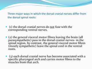 Three major ways in which the dorsal cranial nerves differ from
the dorsal spinal roots:
 (1) the dorsal cranial nerves do not fuse with the
corresponding ventral nerves.
 (2) the general visceral motor fibres leaving the brain (all
parasympathetic) pass in the dorsal cranial nerves- in the
spinal region, by contrast, the general visceral motor fibres
(mostly sympathetic) leave the spinal cord in the ventral
roots.
 (3) each dorsal cranial nerve has become associated with a
specific pharyngeal arch and carries motor fibres to the
muscles from that arch.
 