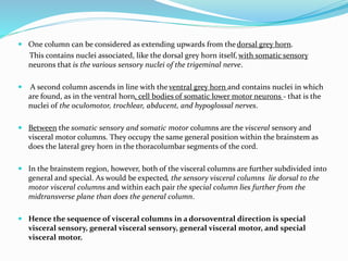  One column can be considered as extending upwards from thedorsal grey horn.
This contains nuclei associated, like the dorsal grey horn itself, with somatic sensory
neurons that is the various sensory nuclei of the trigeminal nerve.
 A second column ascends in line with the ventral grey horn and contains nuclei in which
are found, as in the ventral horn, cell bodies of somatic lower motor neurons - that is the
nuclei of the oculomotor, trochlear, abducent, and hypoglossal nerves.
 Between the somatic sensory and somatic motor columns are the visceral sensory and
visceral motor columns. They occupy the same general position within the brainstem as
does the lateral grey horn in the thoracolumbar segments of the cord.
 In the brainstem region, however, both of the visceral columns are further subdivided into
general and special. As would be expected, the sensory visceral columns lie dorsal to the
motor visceral columns and within each pair the special column lies further from the
midtransverse plane than does the general column.
 Hence the sequence of visceral columns in a dorsoventral direction is special
visceral sensory, general visceral sensory, general visceral motor, and special
visceral motor.
 