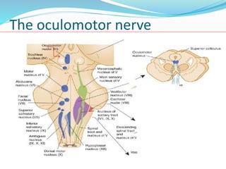 The oculomotor nerve
 