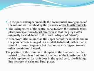  In the pons and upper medulla the dorsoventral arrangement of
the columns is disturbed by the presence of the fourth ventricle.
 The enlargement of the central canal to form the ventricle takes
place principally in a dorsal direction so that the grey matter
originally located dorsal to the canal is displaced laterally.
In other words the columns in the upper part of the medulla and in
the pons become arranged in a medial to lateral, rather than a
ventral to dorsal, sequence but their order with respect to each
other remains unchanged.
The position of the columns in this part of the brainstem can be
related to the sulcus limitans in the floor of the fourth ventricle
which represents, just as it does in the spinal cord, the dividing
line between the alar and basal plates.
 