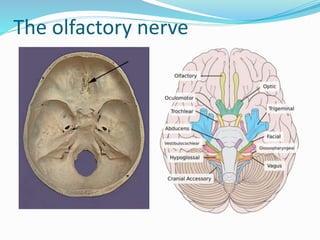 The olfactory nerve
 