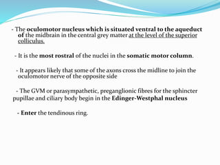 - The oculomotor nucleus which is situated ventral to the aqueduct
of the midbrain in the central grey matter at the level of the superior
colliculus.
- It is the most rostral of the nuclei in the somatic motor column.
- It appears likely that some of the axons cross the midline to join the
oculomotor nerve of the opposite side
- The GVM or parasympathetic, preganglionic fibres for the sphincter
pupillae and ciliary body begin in the Edinger-Westphal nucleus
- Enter the tendinous ring.
 
