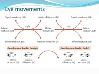 Eye movements
 