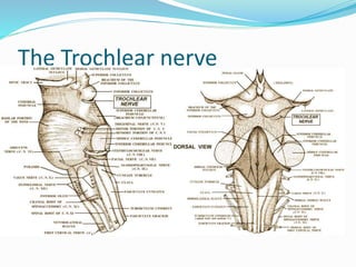 The Trochlear nerve
 