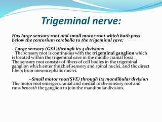 Trigeminal nerve:
Has large sensory root and small motor root which both pass
below the tentorium cerebella to the trigeminal cave;
--Large sensory (GSA)through its 3 divisions
The sensory root is continuous with the trigeminal ganglion which
is located within the trigeminal cave in the middle cranial fossa.
The sensory root consists of fibers of cell bodies in the trigeminal
ganglion which enter the chief sensory and spinal nuclei, and the direct
fibers from mesencephalic nuclei.
--Small motor root(SVE) through its mandibular division
The motor root emerges cranial and medial to the sensory root and
runs beneath the ganglion to join the mandibular division.
 