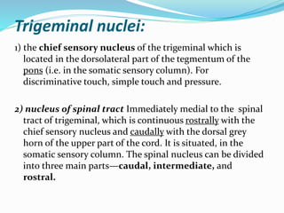 Trigeminal nuclei:
1) the chief sensory nucleus of the trigeminal which is
located in the dorsolateral part of the tegmentum of the
pons (i.e. in the somatic sensory column). For
discriminative touch, simple touch and pressure.
2) nucleus of spinal tract Immediately medial to the spinal
tract of trigeminal, which is continuous rostrally with the
chief sensory nucleus and caudally with the dorsal grey
horn of the upper part of the cord. It is situated, in the
somatic sensory column. The spinal nucleus can be divided
into three main parts—caudal, intermediate, and
rostral.
 