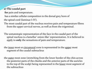 a) The caudal part
for pain and temperature.
has a similar cellular composition to the dorsal grey horn of
the spinal cord (laminae I-IV).
The most caudal part of the nucleus receives pain and temperature fibres
from the upper cervical nerves, as well as from the trigeminal.
The somatotopic representation of the face in the caudal part of the
spinal nucleus is a lamellar’ onion-like’ representation. It is believed to
apply to only the sensations of pain and temperature.
the inner most or circumoral zone is represented in the upper most
segment of the caudal subnucleus
the outer most zone (stretching from the lower border of the chin across
the posterior parts of the cheeks and the anterior parts of the auricles
to the top of the scalp) being represented in the lower most segment of
the subnucleus
 