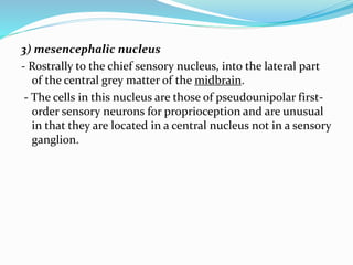3) mesencephalic nucleus
- Rostrally to the chief sensory nucleus, into the lateral part
of the central grey matter of the midbrain.
- The cells in this nucleus are those of pseudounipolar first-
order sensory neurons for proprioception and are unusual
in that they are located in a central nucleus not in a sensory
ganglion.
 