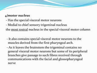 4)motor nucleus
- Has the special visceral motor neurons
- Medial to chief sensory trigeminal nucleus
the most rostral nucleus in the special visceral motor column
- It also contains special visceral motor neurons to the
muscles derived from the first pharyngeal arch.
- As it leaves the brainstem the trigeminal contains no
general visceral motor neurons but some of its peripheral
branches give passage to such fibres received through
communications with the facial and glossopharyngeal
nerve
 