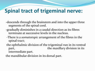 Spinal tract of trigeminal nerve:
-descends through the brainstem and into the upper three
segments of the spinal cord.
-gradually diminishes in a caudal direction as its fibres
terminate at successive levels in the nucleus.
-There is a somatotopic arrangement of the fibres in the
spinal tract;
the ophthalmic division of the trigeminal run in its ventral
part, the maxillary division in its
intermediate part.
the mandibular division in its dorsal part.
 
