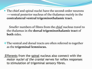  The chief and spinal nuclei have the second-order neurons
→ ventral posterior nucleus of the thalamus mainly in the
contralateral ventral trigeminothalamic tract.
Smaller numbers of fibres from the chief nucleus travel to
the thalamus in the dorsal trigeminothalamic tract of
both sides.
The ventral and dorsal tracts are often referred to together
as the trigeminal lemniscus.
Efferents from the spinal nucleus also connect with the
motor nuclei of the cranial nerves for reflex responses
to stimulation of trigeminal sensory fibres.
 