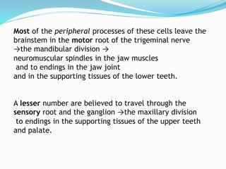 Most of the peripheral processes of these cells leave the
brainstem in the motor root of the trigeminal nerve
→the mandibular division →
neuromuscular spindles in the jaw muscles
and to endings in the jaw joint
and in the supporting tissues of the lower teeth.
A lesser number are believed to travel through the
sensory root and the ganglion →the maxillary division
to endings in the supporting tissues of the upper teeth
and palate.
 