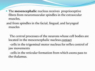  The mesencephalic nucleus receives proprioceptive
fibres from neuromuscular spindles in the extraocular
muscles,
and from spindles in the facial, lingual, and laryngeal
muscles
The central processes of the neurons whose cell bodies are
located in the mescencephalic nucleus contact
-cells in the trigeminal motor nucleus for reflex control of
jaw movements
-cells in the reticular formation from which axons pass to
the thalamus.
 