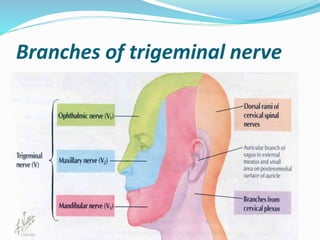 Branches of trigeminal nerve
 