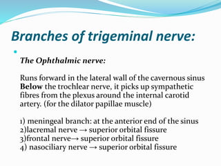 Branches of trigeminal nerve:

The Ophthalmic nerve:
Runs forward in the lateral wall of the cavernous sinus
Below the trochlear nerve, it picks up sympathetic
fibres from the plexus around the internal carotid
artery. (for the dilator papillae muscle)
1) meningeal branch: at the anterior end of the sinus
2)lacremal nerve → superior orbital fissure
3)frontal nerve→ superior orbital fissure
4) nasociliary nerve → superior orbital fissure
 