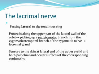 
Passing lateral to the tendinous ring
Proceeds along the upper part of the lateral wall of the
orbit→ picking up a secretomotor branch from the
zygomaticotemporal branch of the zygomatic nerve→
lacremal gland
Sensory to the skin at lateral end of the upper eyelid and
both palpebral and ocular surfaces of the corresponding
conjunctiva.
The lacrimal nerve
 