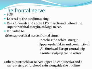 The frontal nerve
 SOF
 Lateral to the tendinous ring
 Runs forwards and above LPS muscle and behind the
superior orbital margin, as large nerve.
 It divided to
1)the supraorbital nerve: frontal sinus
notches the orbital margin
Upper eyelid (skin and conjunctiva)
All forehead Except central trip
Frontal scalp up to the vetrex
2)the supratrochlear nerve: upper lid,conjunctiva and a
narrow strip of forehead skin alongside the midline
 