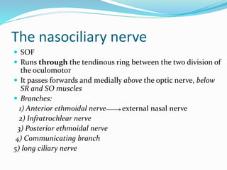 The nasociliary nerve
 SOF
 Runs through the tendinous ring between the two division of
the oculomotor
 It passes forwards and medially above the optic nerve, below
SR and SO muscles
 Branches:
1) Anterior ethmoidal nerve external nasal nerve
2) Infratrochlear nerve
3) Posterior ethmoidal nerve
4) Communicating branch
5) long ciliary nerve
 