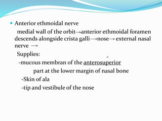  Anterior ethmoidal nerve
medial wall of the orbit anterior ethmoidal foramen
descends alongside crista galli nose external nasal
nerve
Supplies:
-mucous membran of the anterosuperior
part at the lower margin of nasal bone
-Skin of ala
-tip and vestibule of the nose
 