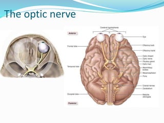 The optic nerve
 