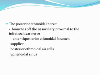  The posterior ethmoidal nerve:
- branches off the nasociliary proximal to the
infratrochlear nerve
- enter thposterior ethmoidal foramen
supplies:
posterior ethmoidal air cells
Sphenoidal sinus
 