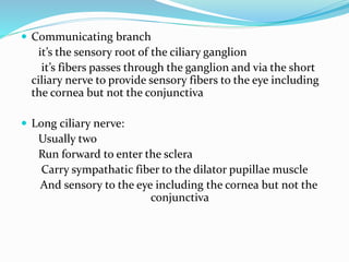 Communicating branch
it’s the sensory root of the ciliary ganglion
it’s fibers passes through the ganglion and via the short
ciliary nerve to provide sensory fibers to the eye including
the cornea but not the conjunctiva
 Long ciliary nerve:
Usually two
Run forward to enter the sclera
Carry sympathatic fiber to the dilator pupillae muscle
And sensory to the eye including the cornea but not the
conjunctiva
 
