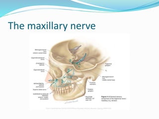 The maxillary nerve
 